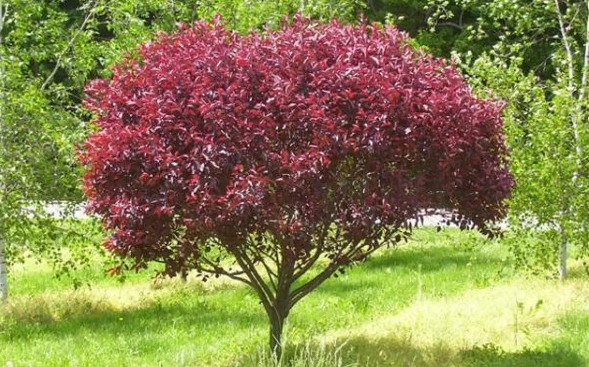 El árbol perfecto para casa: no levanta el piso con sus raíces, da frutas en verano y soporta la sequía